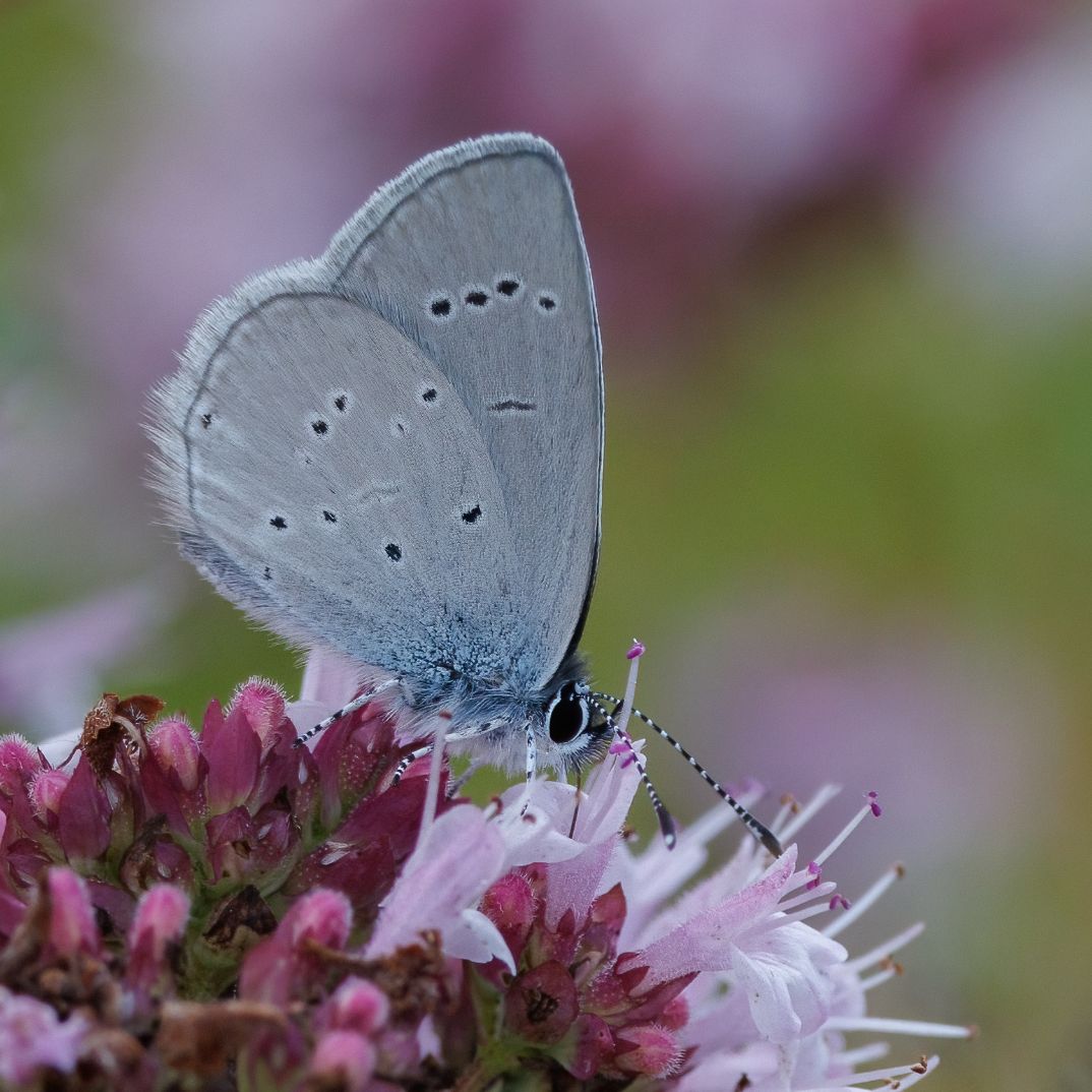 Small Blue - Ian Small